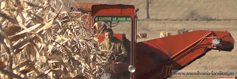 podis-nutu-cules-porumb-foto