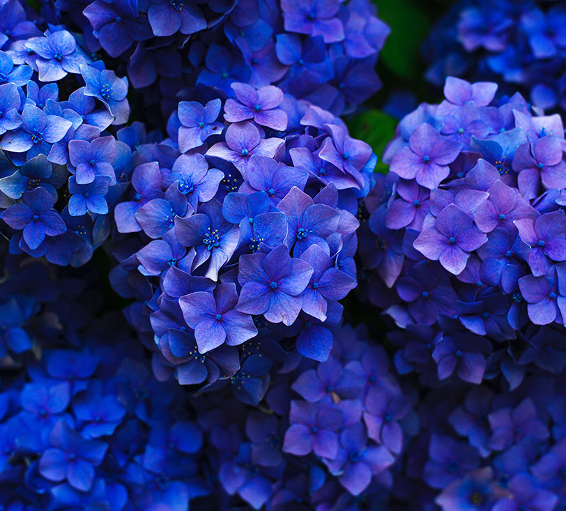 You are currently viewing Roses are red but are violets are blue?
